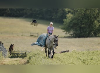 American Quarter Horse, Wallach, 4 Jahre, Schimmel