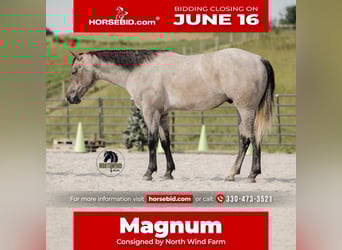American Quarter Horse, Wallach, 4 Jahre, Schimmel