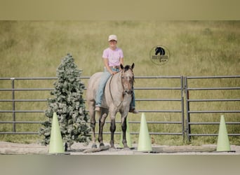 American Quarter Horse, Wallach, 4 Jahre, Schimmel