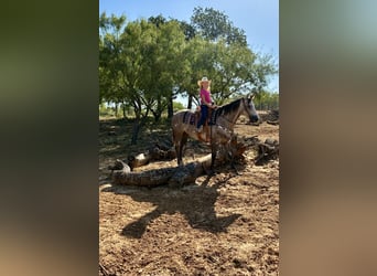 American Quarter Horse, Wallach, 4 Jahre, Schimmel