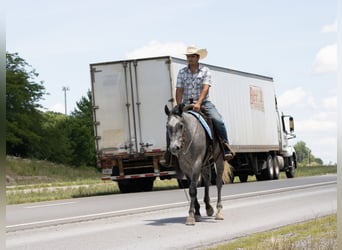 American Quarter Horse, Wallach, 4 Jahre, Schimmel