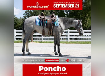 American Quarter Horse, Wallach, 4 Jahre, Schimmel