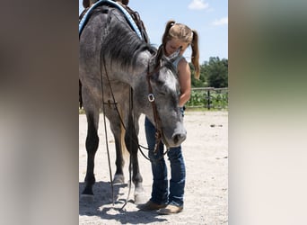 American Quarter Horse, Wallach, 4 Jahre, Schimmel
