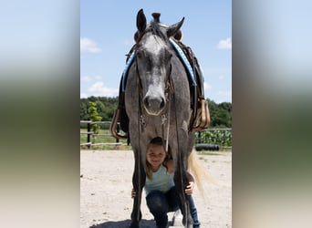 American Quarter Horse, Wallach, 4 Jahre, Schimmel