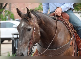 American Quarter Horse, Wallach, 4 Jahre, Schimmel