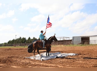 American Quarter Horse, Wallach, 4 Jahre, Schimmel