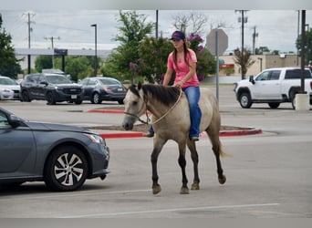 American Quarter Horse, Wallach, 4 Jahre, Schimmel