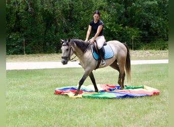 American Quarter Horse, Wallach, 4 Jahre, Schimmel