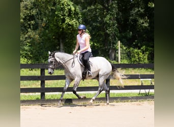 American Quarter Horse, Wallach, 4 Jahre, Schimmel