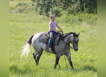 American Quarter Horse, Wallach, 4 Jahre, Schimmel