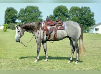 American Quarter Horse, Wallach, 4 Jahre, Schimmel