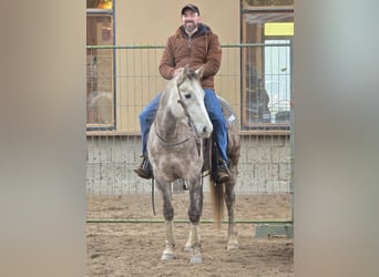 American Quarter Horse, Wallach, 4 Jahre, Schimmel