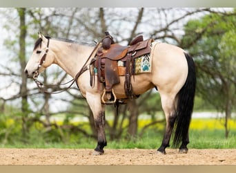 American Quarter Horse, Wallach, 5 Jahre, 140 cm, Buckskin
