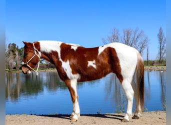 American Quarter Horse, Wallach, 5 Jahre, 140 cm, Dunkelfuchs