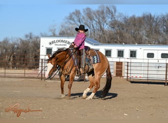 American Quarter Horse, Wallach, 5 Jahre, 140 cm, Falbe