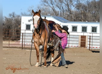 American Quarter Horse, Wallach, 5 Jahre, 140 cm, Falbe