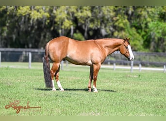 American Quarter Horse, Wallach, 5 Jahre, 140 cm, Falbe