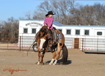 American Quarter Horse, Wallach, 5 Jahre, 140 cm, Falbe