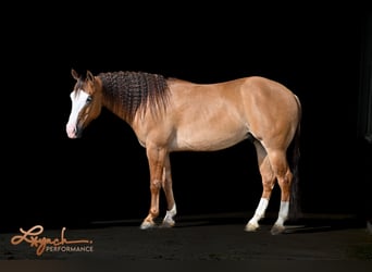 American Quarter Horse, Wallach, 5 Jahre, 140 cm, Falbe