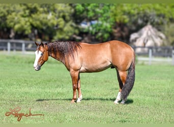 American Quarter Horse, Wallach, 5 Jahre, 140 cm, Falbe