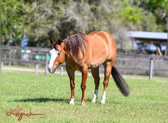 American Quarter Horse, Wallach, 5 Jahre, 140 cm, Falbe
