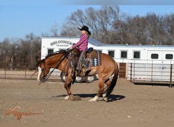 American Quarter Horse, Wallach, 5 Jahre, 140 cm, Falbe