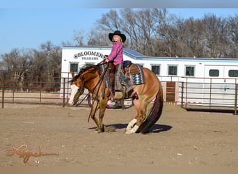 American Quarter Horse, Wallach, 5 Jahre, 140 cm, Falbe