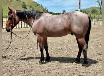 American Quarter Horse, Wallach, 5 Jahre, 140 cm, Roan-Bay