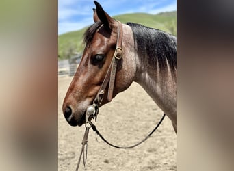 American Quarter Horse, Wallach, 5 Jahre, 140 cm, Roan-Bay
