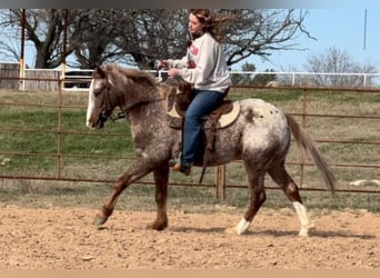 American Quarter Horse, Wallach, 5 Jahre, 140 cm, Roan-Red