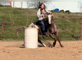 American Quarter Horse, Wallach, 5 Jahre, 140 cm, Roan-Red