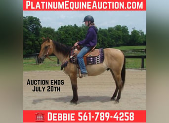 American Quarter Horse, Wallach, 5 Jahre, 142 cm, Buckskin