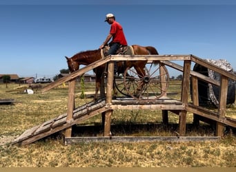 American Quarter Horse, Wallach, 5 Jahre, 142 cm, Dunkelfuchs