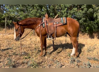 American Quarter Horse, Wallach, 5 Jahre, 142 cm, Dunkelfuchs