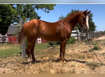 American Quarter Horse, Wallach, 5 Jahre, 142 cm, Dunkelfuchs