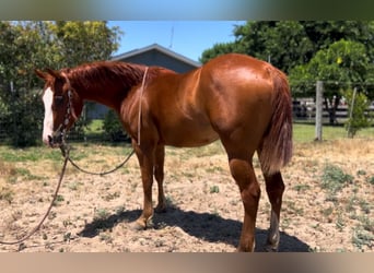 American Quarter Horse, Wallach, 5 Jahre, 142 cm, Dunkelfuchs
