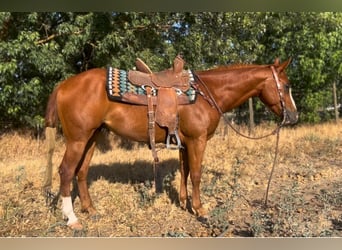 American Quarter Horse, Wallach, 5 Jahre, 142 cm, Dunkelfuchs