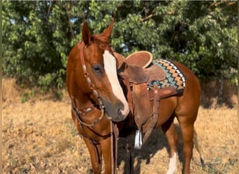 American Quarter Horse, Wallach, 5 Jahre, 142 cm, Dunkelfuchs