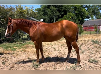 American Quarter Horse, Wallach, 5 Jahre, 142 cm, Dunkelfuchs