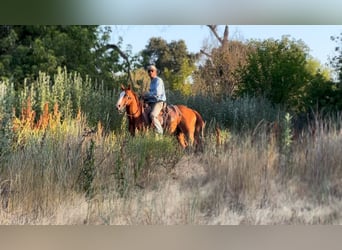American Quarter Horse, Wallach, 5 Jahre, 142 cm, Dunkelfuchs