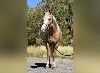 American Quarter Horse, Wallach, 5 Jahre, 142 cm, Palomino