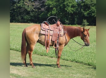 American Quarter Horse, Wallach, 5 Jahre, 142 cm, Roan-Bay