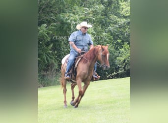 American Quarter Horse, Wallach, 5 Jahre, 142 cm, Roan-Bay