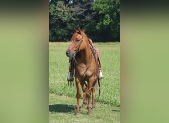 American Quarter Horse, Wallach, 5 Jahre, 142 cm, Roan-Bay