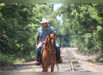 American Quarter Horse, Wallach, 5 Jahre, 142 cm, Roan-Bay