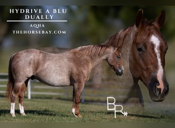 American Quarter Horse, Wallach, 5 Jahre, 142 cm, Roan-Red