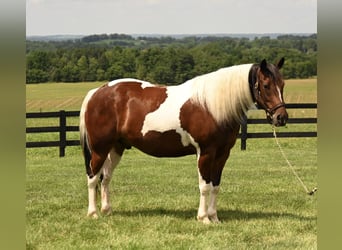American Quarter Horse, Wallach, 5 Jahre, 142 cm, Schecke