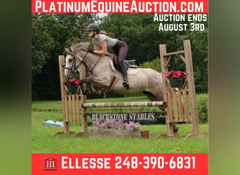 American Quarter Horse, Wallach, 5 Jahre, 142 cm, Schimmel