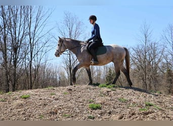 American Quarter Horse, Wallach, 5 Jahre, 142 cm, Schimmel