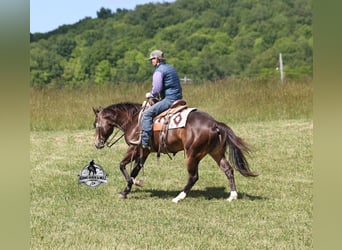 American Quarter Horse, Wallach, 5 Jahre, 143 cm, Buckskin